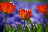 Red Tulips_53196